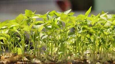 核桃籽和茄子籽