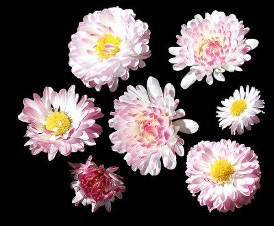 石油画雏菊