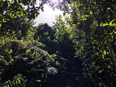 丛林瓦尔德心情