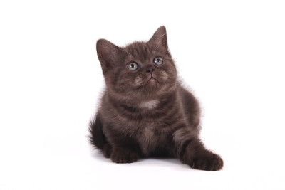 小猫英国