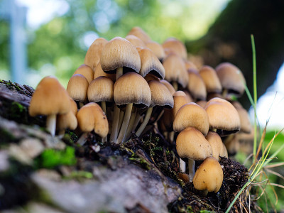 野生苔藓上的蘑菇(Coprinellus disatus)