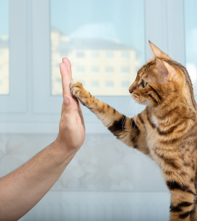 孟加拉短毛猫举起爪子，在室内给人5分。宠物训练