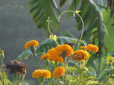 万寿菊或金盏花或道光花。