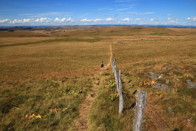 奥布拉克牧场中的香港人(Lozère，法国)