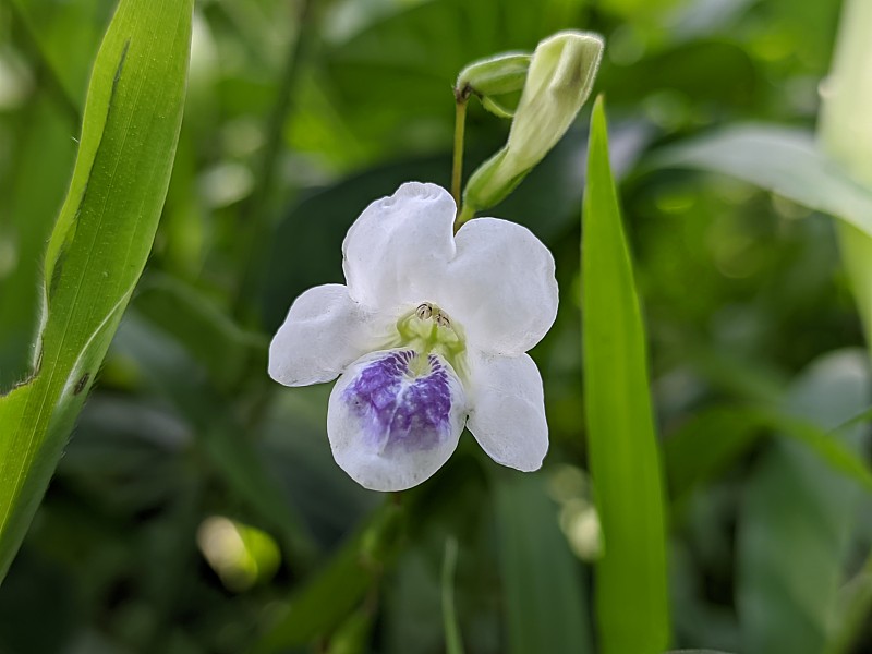 在热带自然的恒河花婆罗洲