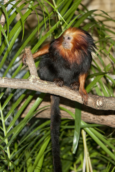 金头狮子TAMARIN leontopithecus chrysomelas在树枝上对抗绿色的叶子