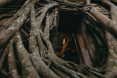 寺庙覆盖榕树根Wat Bang Kung Temple, Samut Songkhram。泰国。