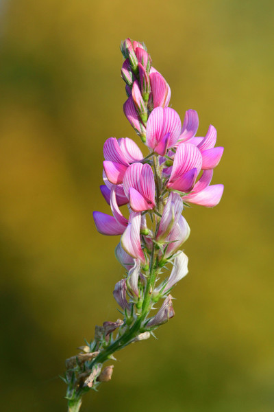 普通科学(onobrychis viviifolia)