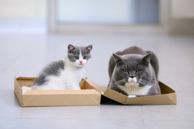 两只猫躺在纸箱上