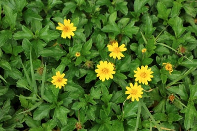 特写新加坡雏菊花