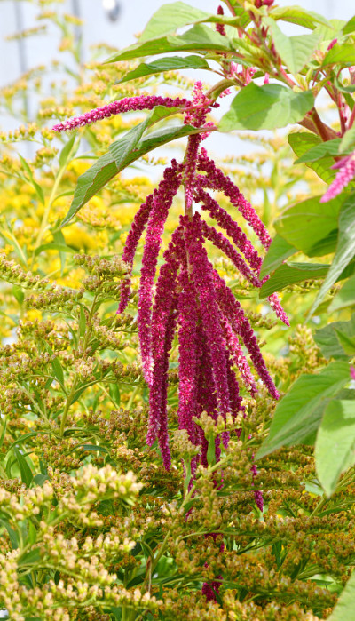 苋菜在夏季的花园里长尾