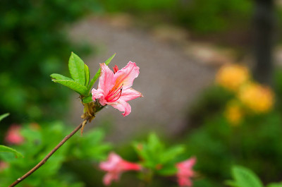 美丽的杜鹃花