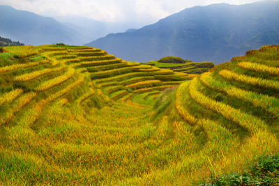 隆基水稻梯田