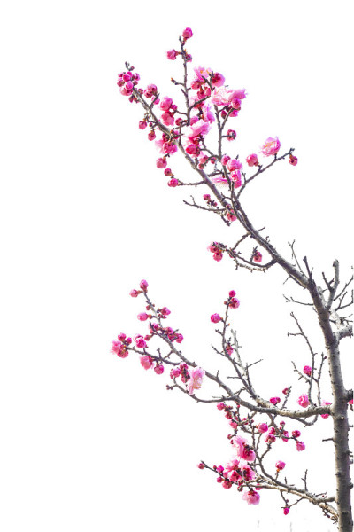 梅花