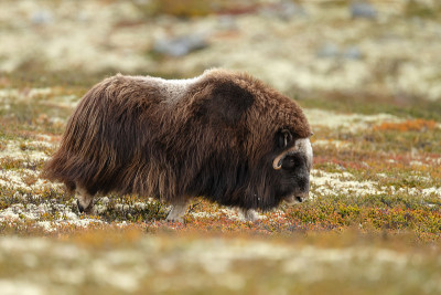 麝牛(Ovibos moschatus)，也拼为麝牛和麝牛站在秋天颜色的挪威Dovrefjell。