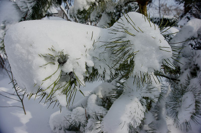 松树的树枝上有雪。针从雪中伸出来，树枝合上了。