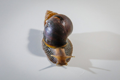 大蜗牛achatina