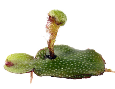 叶状苔类