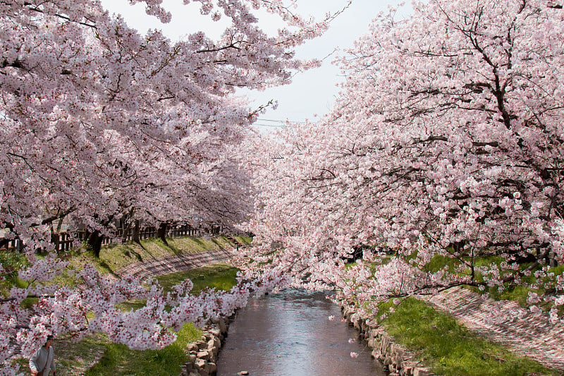 満開の元荒川の桜