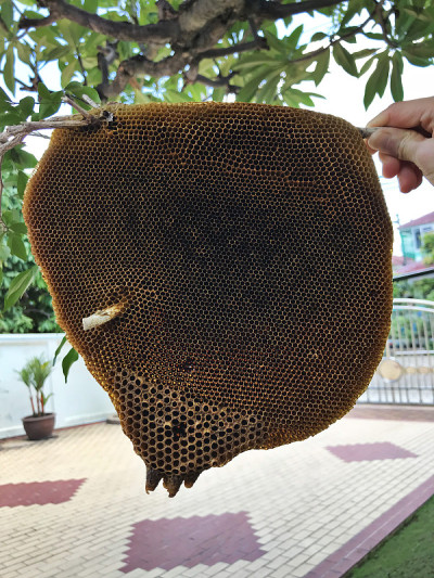 蜂房在蜜蜂自然离去后仍然存在。