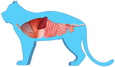 猫解剖与内部器官结构