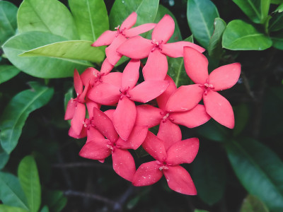 特殊的红色的花