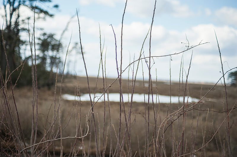 Chincoteague