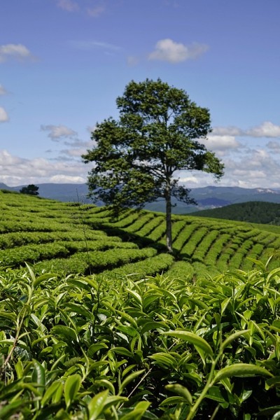 高原绿茶农场