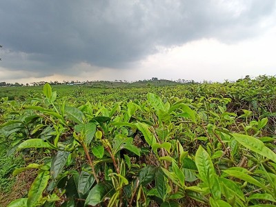 茶