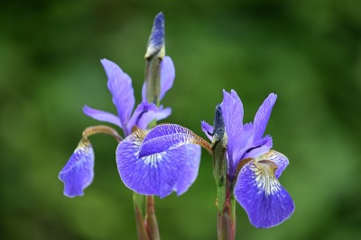 专注于花瓣