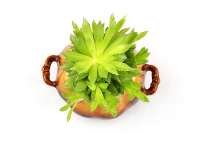 一种肉质植物