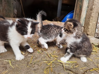 顽皮的小猫