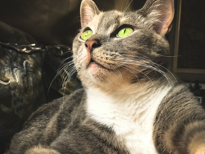 可爱的灰色猫的肖像与绿色的眼睛向上看