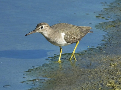 小黄腿(Tringa flavipes)