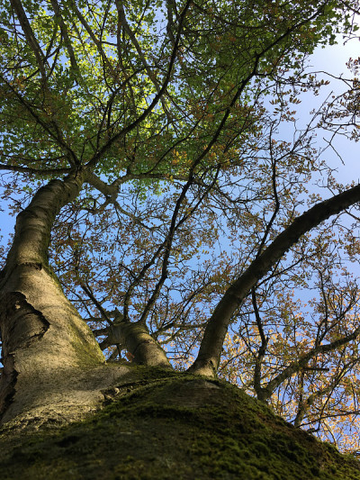 普通核桃树在2018年5月下旬开花