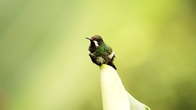 绿色thorntail