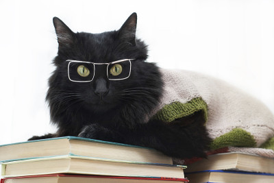 戴眼镜的黑猫躺在书上