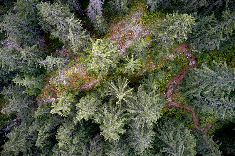 Aerial pine forest landscape with hiking path.