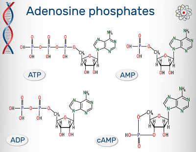 腺苷磷酸核苷酸:腺苷一磷酸(AMP)，腺苷二磷酸(ADP)，腺苷三磷酸(ATP)，环腺苷一磷酸(cA