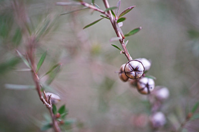Leptospermum scoparium