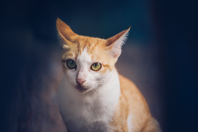 橙色小猫坐着，眼睛看着