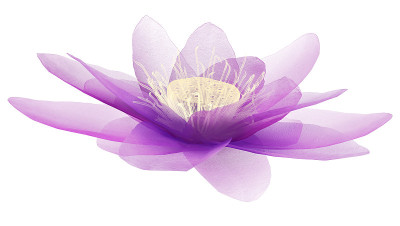 x射线图像的一朵花孤立的白色，莲花的3d插图。