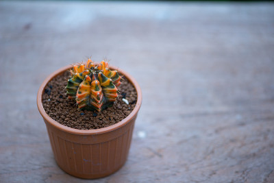 花盆里的仙人掌