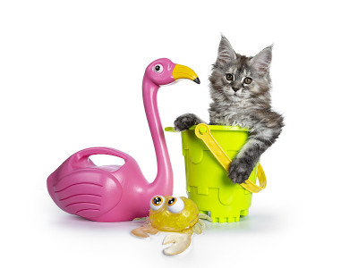 可爱的托蒂缅因猫与海滩玩具白色