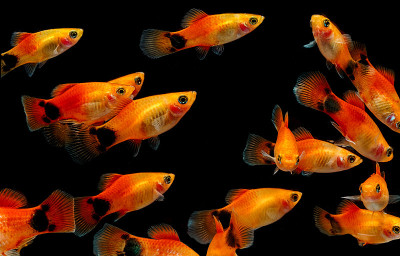 观赏鱼:水族观赏鱼