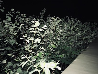 花园植物的近景
