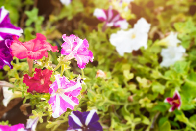 颜色的花