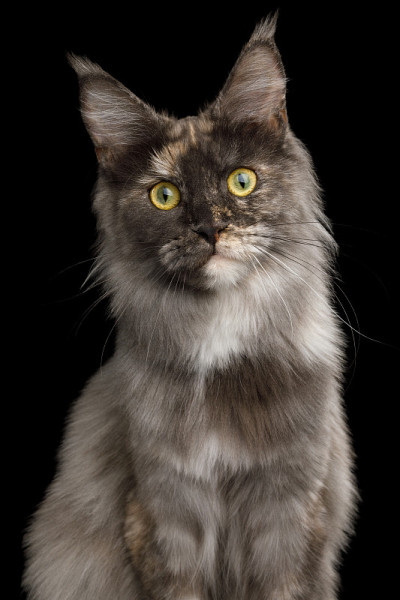 黑色背景上的缅因猫