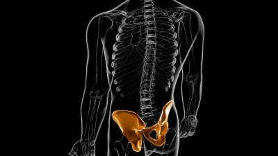 人体骨骼髋部或骨盆骨解剖医学概念3D