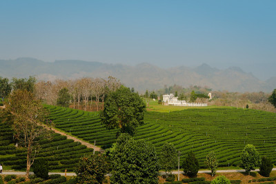 美丽的风景，新鲜的绿茶农场，绿色的自然田野背景的秋芳茶园，Mae Chan，泰国清莱。